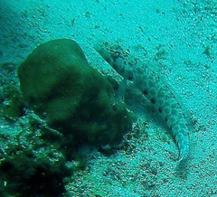 Parapercis millepunctata