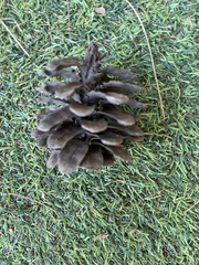 Pinus