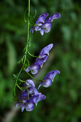 Aconitum variegatum