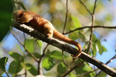 Cyclopes dorsalis
