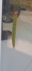 Opsiphanes invirae