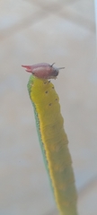 Opsiphanes invirae