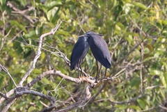 Egretta ardesiaca