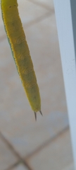 Opsiphanes invirae