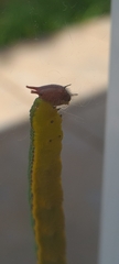 Opsiphanes invirae