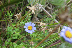 Felicia aethiopica