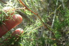 Asparagus setaceus