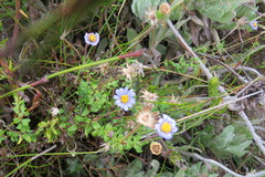 Felicia aethiopica
