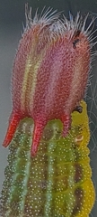 Opsiphanes invirae