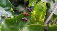 Diactor bilineatus