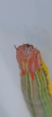 Opsiphanes invirae