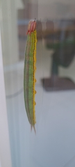 Opsiphanes invirae
