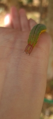 Opsiphanes invirae