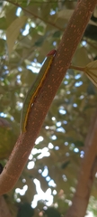 Opsiphanes invirae
