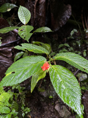 Begonia longirostris