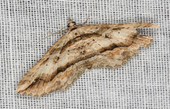 Chrysolarentia leucophanes