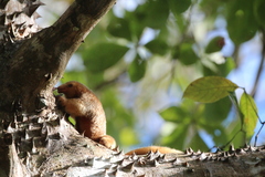 Cyclopes dorsalis