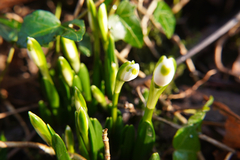 Leucojum vernum