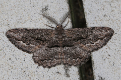 Scioglyptis canescaria