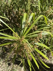 Cyperus