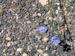 Linum lewisii