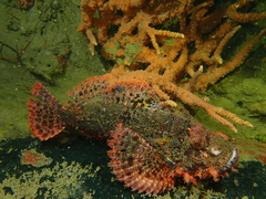 Scorpaenopsis oxycephalus
