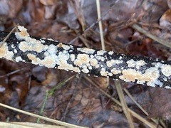 Cylindrobasidium laeve