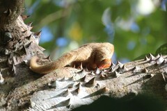 Cyclopes dorsalis