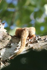 Cyclopes dorsalis