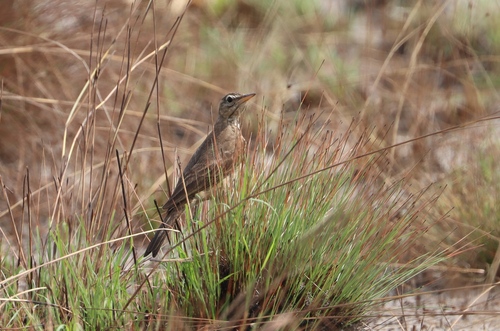 Plain-backed Pipit