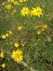 Senecio