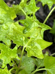 Delairea odorata