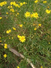 Senecio
