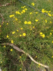 Senecio