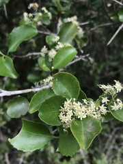 Gymnosporia nemorosa