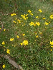 Senecio