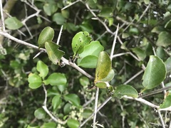 Gymnosporia nemorosa