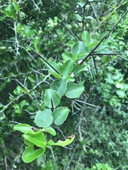 Gymnosporia nemorosa