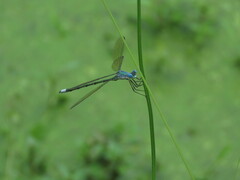 Lestes eurinus