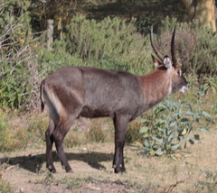 Kobus ellipsiprymnus defassa
