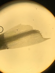 Polytrichum jensenii