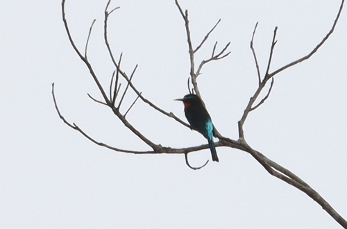 Black Bee-eater