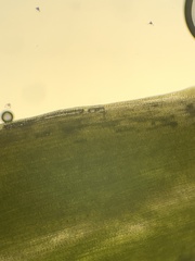 Polytrichum jensenii