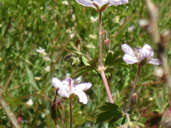 Geranium richardsonii