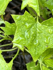 Delairea odorata