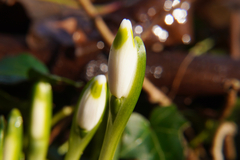 Leucojum vernum