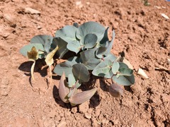 Asclepias cryptoceras