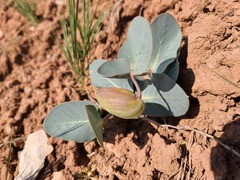 Asclepias cryptoceras