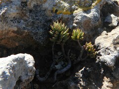 Petrosedum sediforme