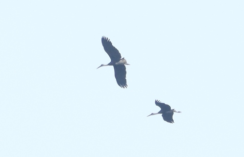 African Woolly-necked Stork